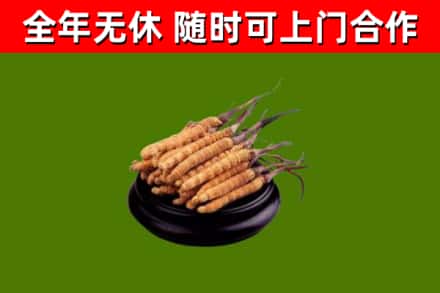 木垒回收散虫草